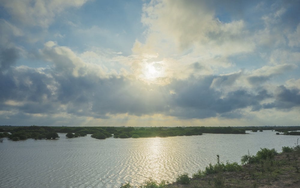 Tham quan rừng ngập mặn